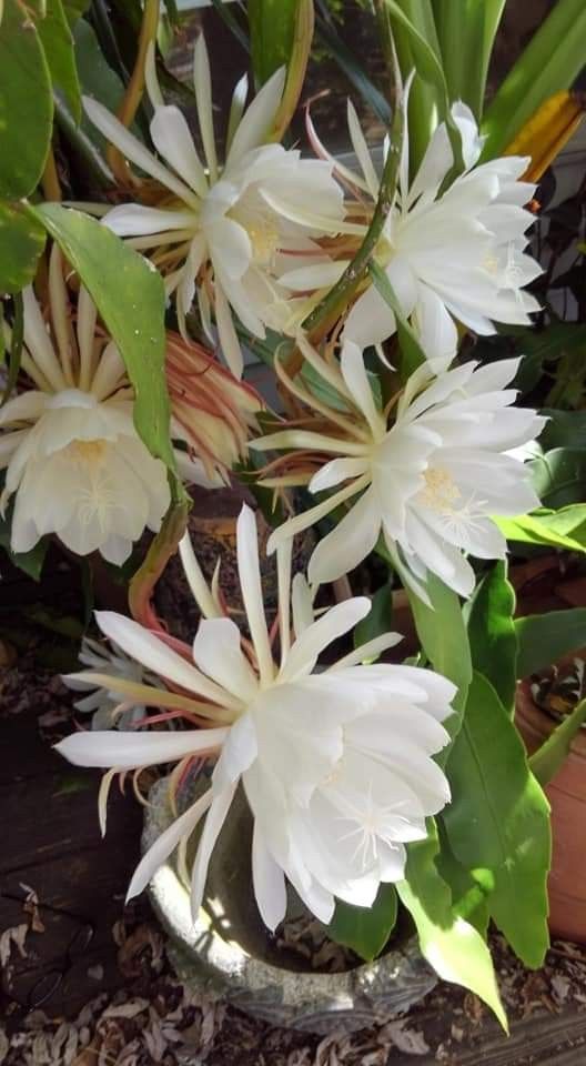 Saussurea obvallata Plant (Brahma Kamala)